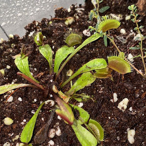 Meet your Posher, Laterria